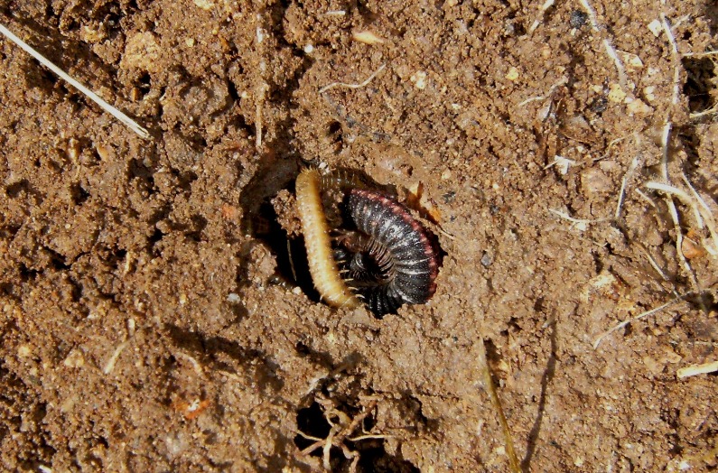 Strana coabitazione: Julida e Geophilomorpha